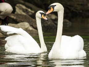 Six Royal swans were released into the Rideau River on May 28, 2015.