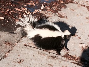 The skunk rescued by Chaela Grace Kindness in Sandy Hill.