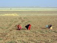 Syrian women work in the fields in the drought-hit region of Hasaka in northeastern Syria on June 17, 2010.