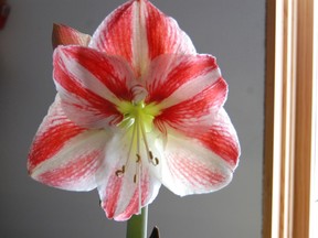 Portable and affordable, amaryllis makes the ideal hostess gift.