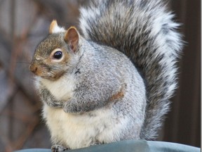 fat squirrel
