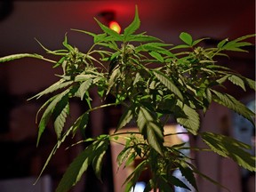 A marijuana plant is seen at a fair of products and derivatives of marijuana for medicinal use in Bogota, Colombia, on December 22, 2015. Senate Liberals are holding an open caucus session to discuss the government's plans to legalize marijuana in Canada.