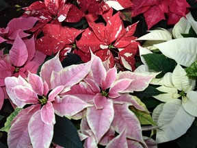 The much-loved poinsettia comes in a variety of colours, including pink, white and traditional red.