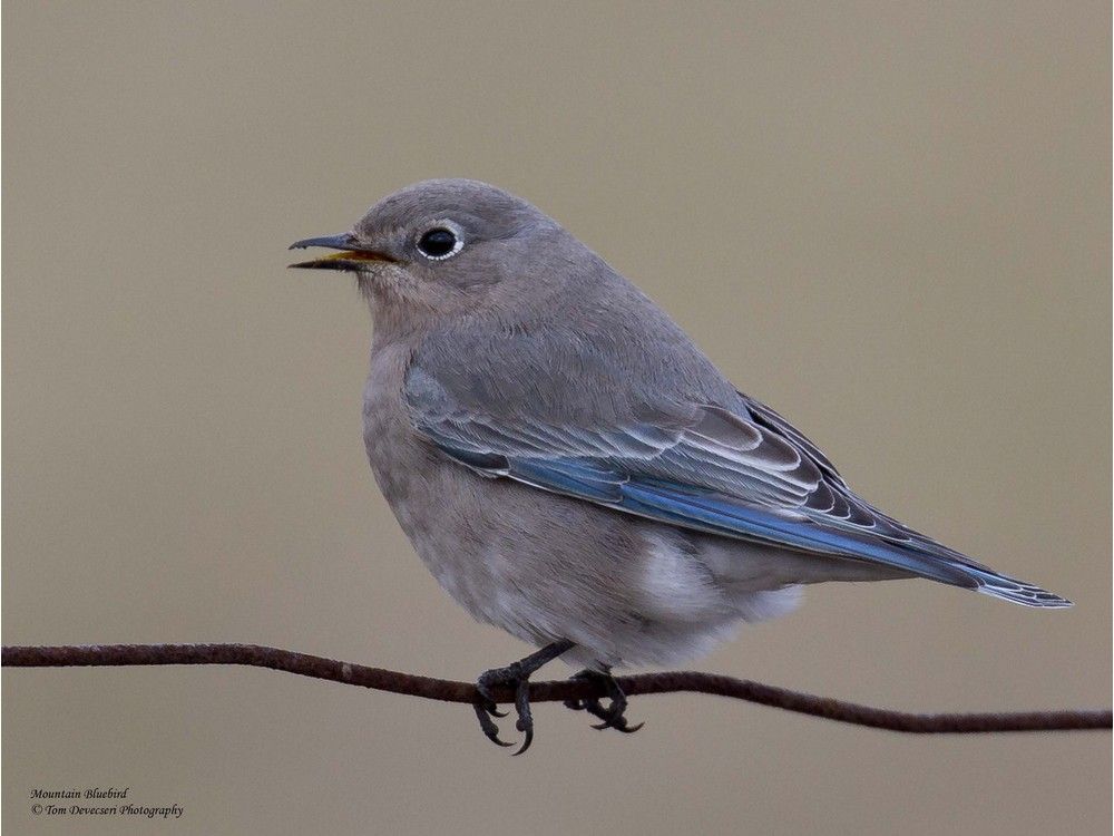 Wildbird cheap mountain bluebird