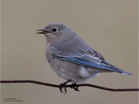 A rare recent visitor was a female Mountain Bluebird. This species is a known wanderer and has been sighted in Eastern Ontario previously.