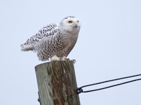 With no snow cover Snowy Owls are finding it difficult to blend into the background.