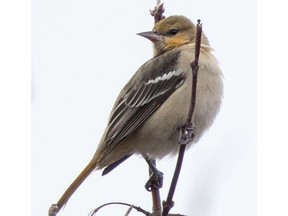 The Bullock’s Oriole was spotted at Pakenham on Nov.29. Now it has been determined to be a hybrid species through a DNA test.