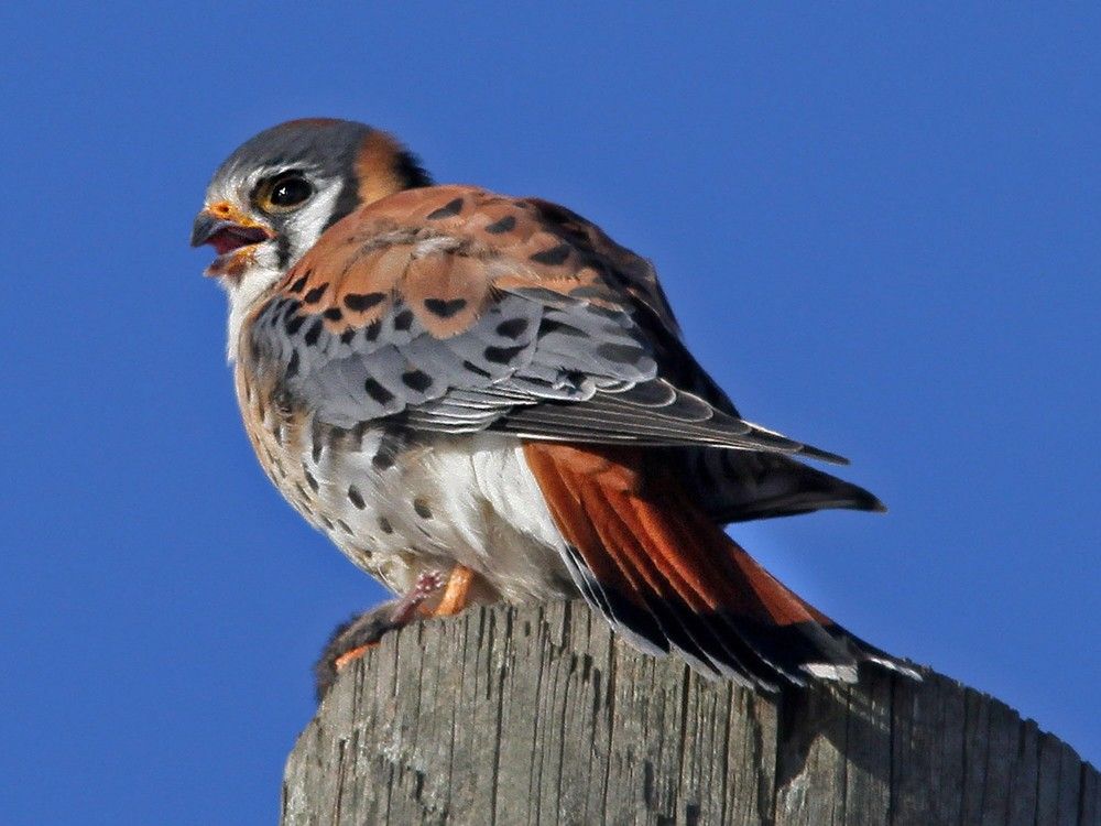 It's been a rare year for birders in Eastern Ontario | Ottawa Citizen