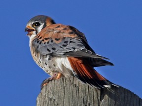 The American Kestrel is our smallest falcon and is a rare winter resident. Most individuals migrate south.