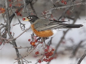 American Robin at the 
Arboretum. Don't be surprised if you see a American Robin in your neighborhood. A small number do overwinter each year surviving on berries and other fruit. The first spring migrants usually don't reach our area until mid-March.