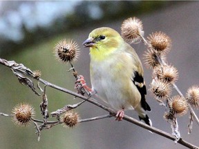The American Goldfinch is one of a number of species of finches that can overwinter in our area. Like most finches they eat sunflower seeds, mixed seed and niger seed. Unlike the bright yellow of the male during the summer the winter plumage is drab in comparison.