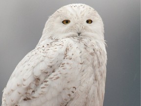 A snowy owl, photo taken late April 22 at the Experimental Farm.