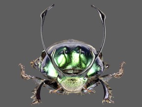 The proagoderus rangifer has a resemblance to caribou, or Santa’s reindeer, as shown by its massive horns in this photograph from Meet the Beetles, at the Canadian Museum of Nature.