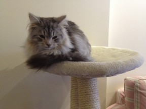 Siberian Cat Cafe in Old Chelsea