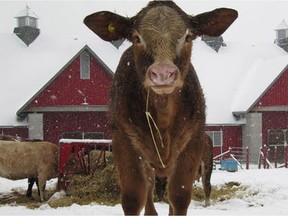 The cows still need milking at the Agriculture and Food Museum, open this week while other museums close for routine maintenance.