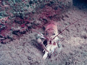 Crayfish are sensitive  to calcium decline in Canadian lakes.