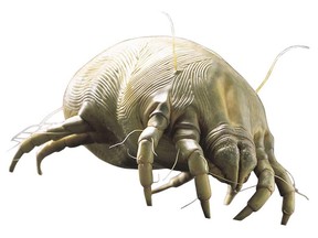A magnified view of a dust mite.