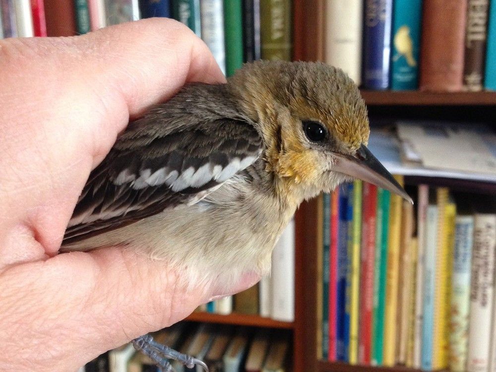 'Lucky' the oriole loses toe, but survives wintry brush with death