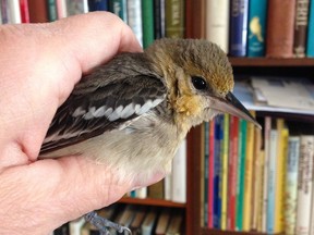 Bruce Di Labio holds 'Lucky' the Bullock's oriole in his home office.