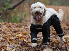 Muddy Mutts pants for dogs will, hopefully, put an end to the debate over how a dog wears pants.