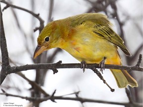 The last rarity of 2015 was an immature male Summer Tanager which showed up over the Christmas holidays. The Summer Tanager is a very rare visitor to Eastern Ontario and most records are from May. Surprisingly there are at least five late fall-early winter records too.