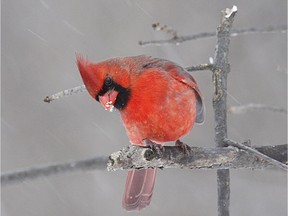 The Northern Cardinal can sometimes be found in flocks during the winter months. At Britannia Conservation Area there were up to 12 birds.
