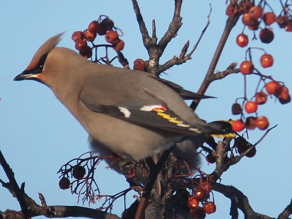 Of Waxwings and Robins and berries in winter