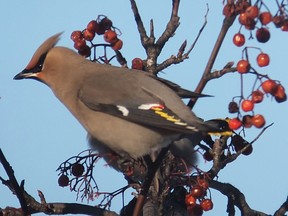 Bohemian Waxwings continue to be reported from various location in the area. With a good local fruit crop these waxwings will be in the area for a while eating a variety of berries and other fruit.