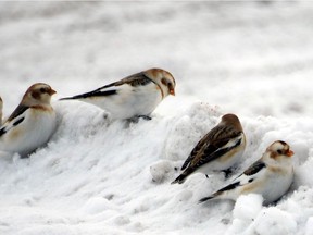 Since most fields are now snow covered watch for Snow Buntings along roadsides. These were seen in the Winchester area.