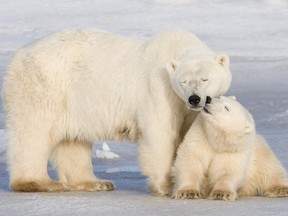 Foreign Polar Bears 20141004