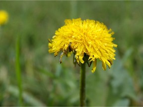 Even dreaded dandelions are effective at attracting insects to your yard.