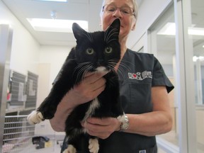 Sweetie is recovering in the care of the Ottawa Humane Society