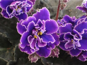 Expert gardener Tovah Martin says adding houseplants such as African violets to our homes is essential.