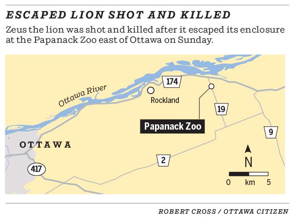 Escaped Lion shot and killed