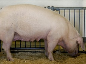 A pig at the Central Experimental Farm in Ottawa.