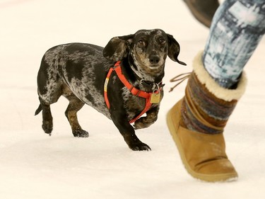 A weiner dog scurries towards its master during a race held in the first intermission.