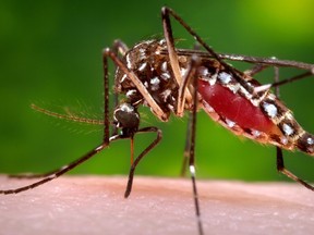 A female Aedes aegypti mosquito in the process of acquiring a blood meal from a human host.