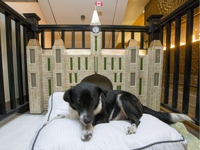 Ellie hangs out in her kennell in the lobby of the Westin Hotel Friday February 12, 2016.The Westin has partnered with a local dog rescue and is essentially acting as the foster home until the dogs get adopted.