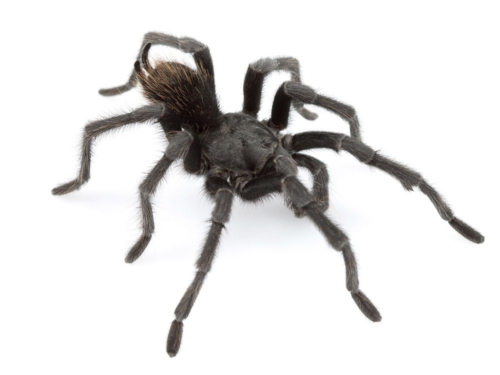 Spider in Black: Folsom tarantula named for Johnny Cash