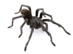 Aphonopelma johnnycashi lives within a lonesome whistle of California's Folsom State Prison, the setting for Cash's classic Folsom Prison Blues.