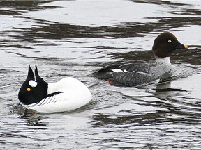 Common Goldeneyes regularly overwinter here in small numbers and can  be found at Deschenes Rapids or Remic Rapids along the Ottawa River and any open areas  along the Rideau River. Watch for males doing the courtship display as they throw their heads back and call.