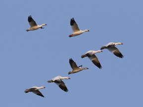 Snow geese take wing east of Ottawa.