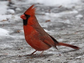 Cardinal reports are on the rise with a few feeder watchers reporting as many as 10- 15 individuals in their backyards. Once a rarity in our area the cardinal has increased over the past five decades.