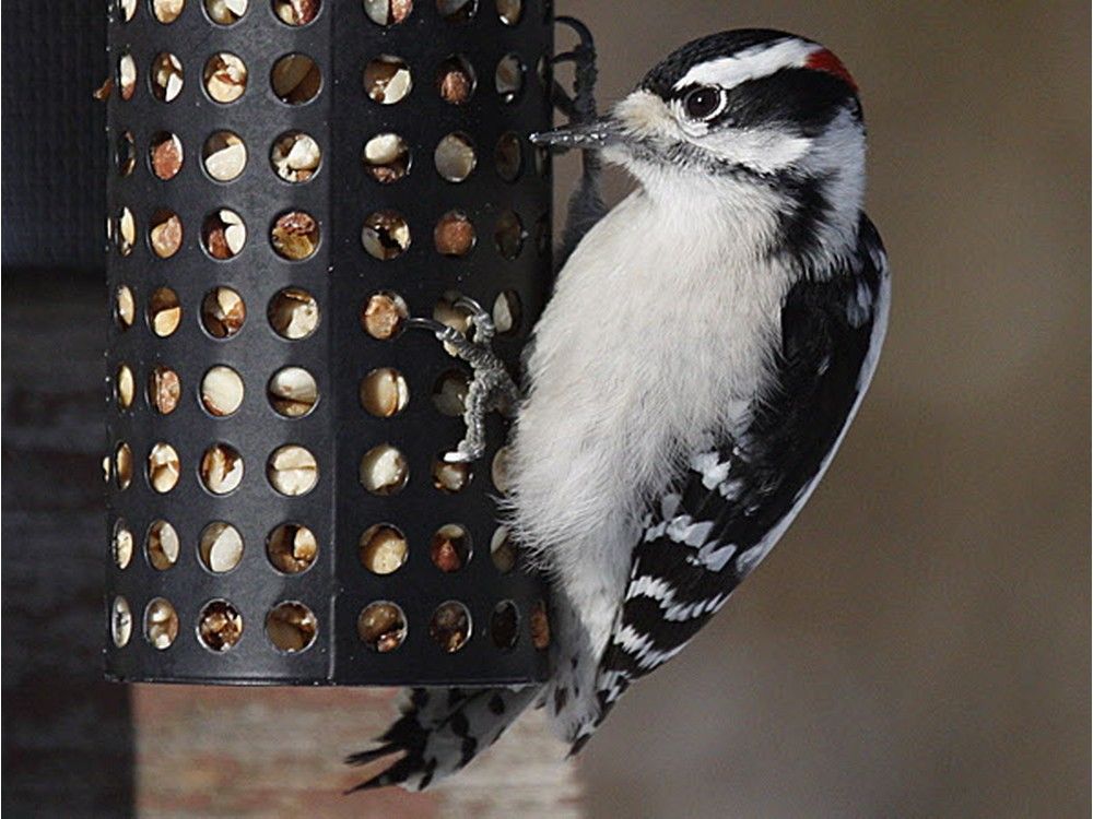 Benefits, strategies to attracting insect-eating birds to your yard ...