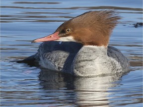 The Common Merganser is one of a few species of diving ducks that regularly overwinters in the Ottawa-Gatineau district in small numbers.