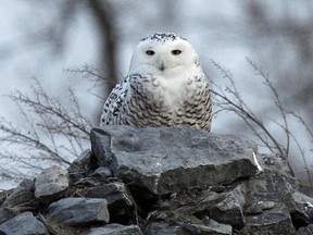 With snow cover gone since last week's mild spell, a Snowy Owl tries to blend in to the surroundings on Amherst Island.