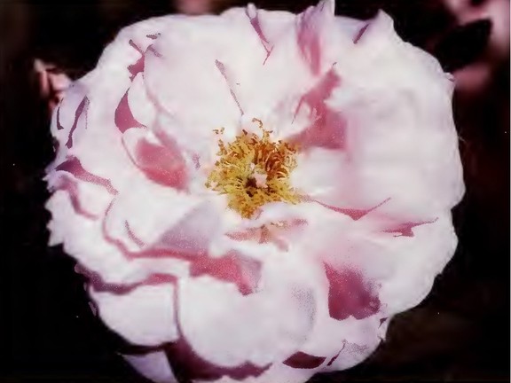 Canada's Explorer Roses | Ottawa Citizen