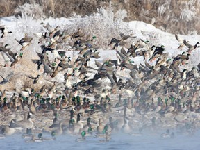 Mallards and Canada geese take flight in a photo provided by Ducks Unlimited Canada.