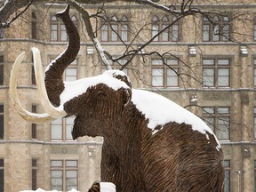 Along with the rest of us, woolly mammoths at the Museum of Nature will endure snow and freezing rain on Tuesday.