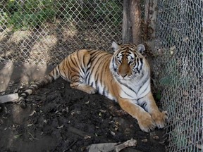 Neekeeshia, a 500-pound Siberian tiger, escaped from the Papanack Zoo in 2005 after rain softened the earth around the fence around her enclosure, allowing her to slip under.